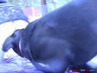 Amateur fat milf wife in lingerie getting fucked in the cold outdoors by an animal